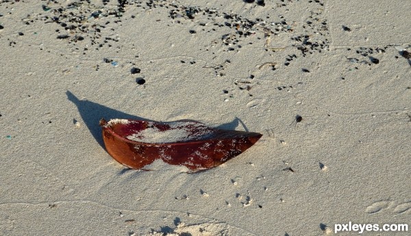 Leaf on the sandy beach